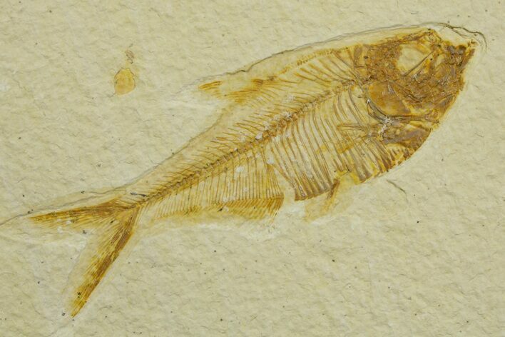 Detailed Fossil Fish (Diplomystus) - Wyoming #363905